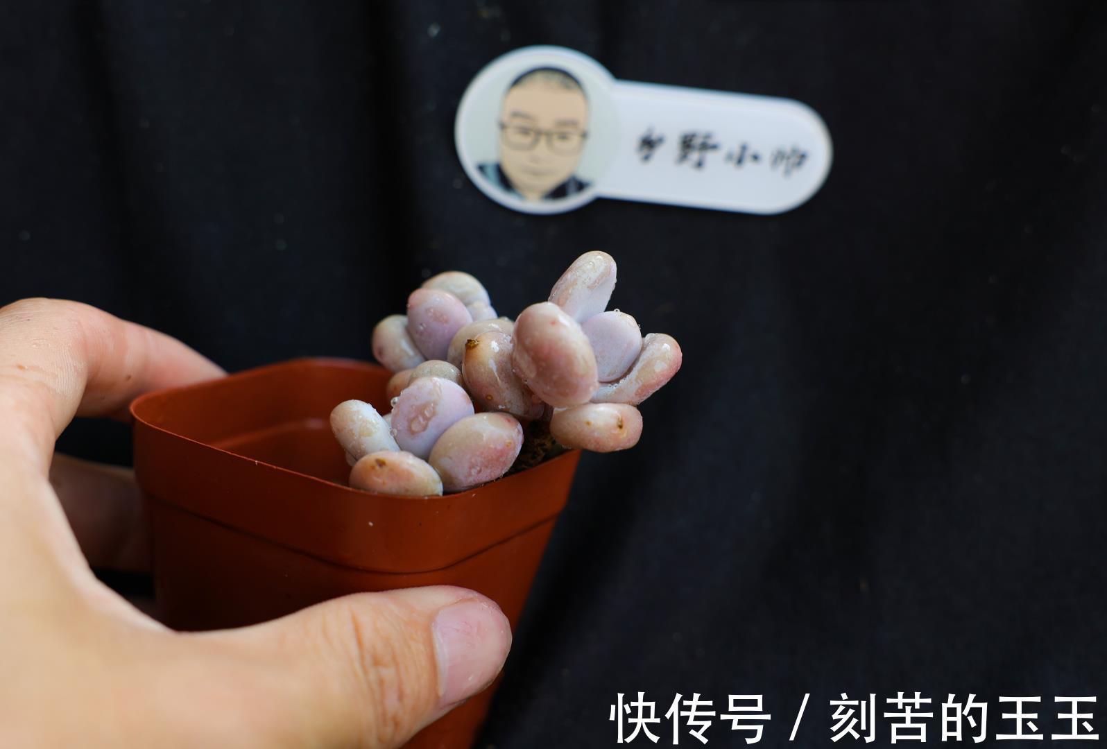 美美|那些美美的多肉，都是这样杂交出来的，小帅告诉你多肉杂交的奥秘