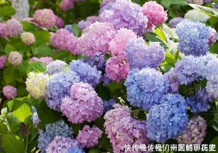 种花|4种花很好养，耐热耐晒更耐旱，养在客厅上档次，开花不断有花赏