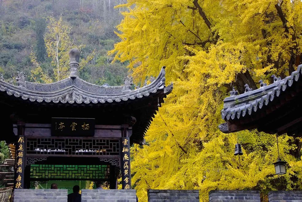 观音菩萨|千年银杏树，终南观音寺