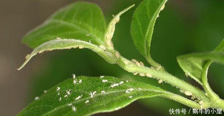 春天养花三种虫子难杀死，掌握它们的“消灭诀窍”，才能彻底杜绝