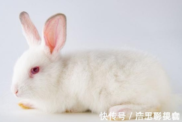 属兔|“生肖兔”的晚年命数，尤其是75年的好好看看，佛说一切都是天意