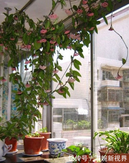 花友|花友养了五六年的“绿萝”终于开花了,美出新高度,原来如此