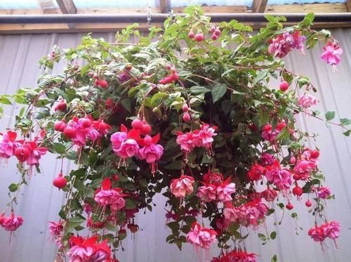 4种漂亮花，吊起来养不占地方，花开满盆，种一盆年年有花赏