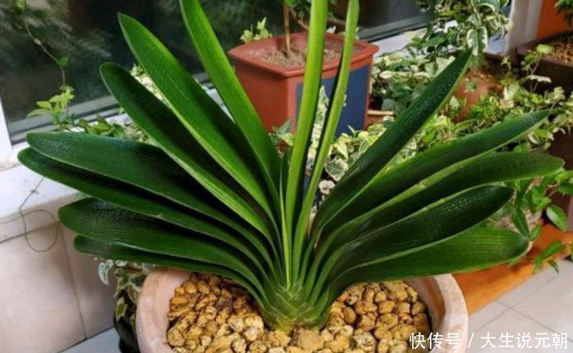 施肥|养花“高手”教你“3招”，让君子兰叶片侧看一条线，正看大扇面
