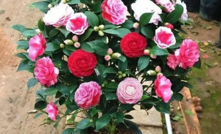 此款花卉号称“香香公主”,开花一茬接一茬,有个小阳台就能养