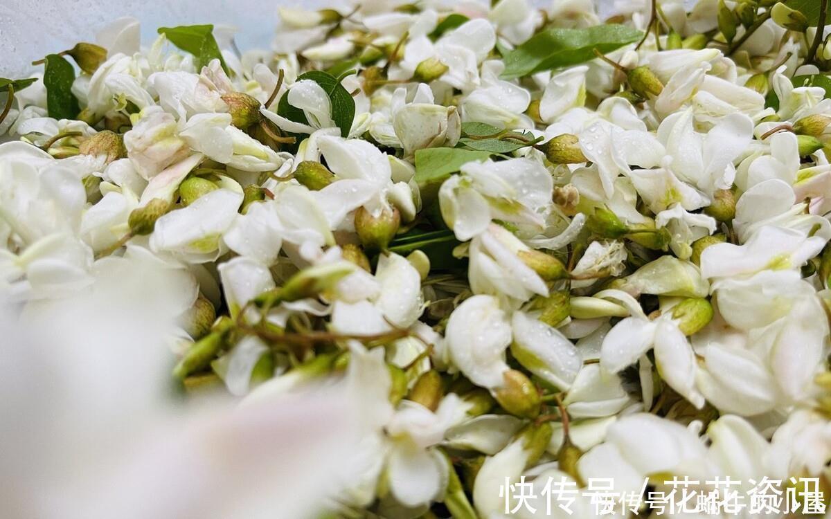 鲜槐花|又到了吃槐花的季节，教你2个保存技巧，一年四季都能吃到鲜槐花