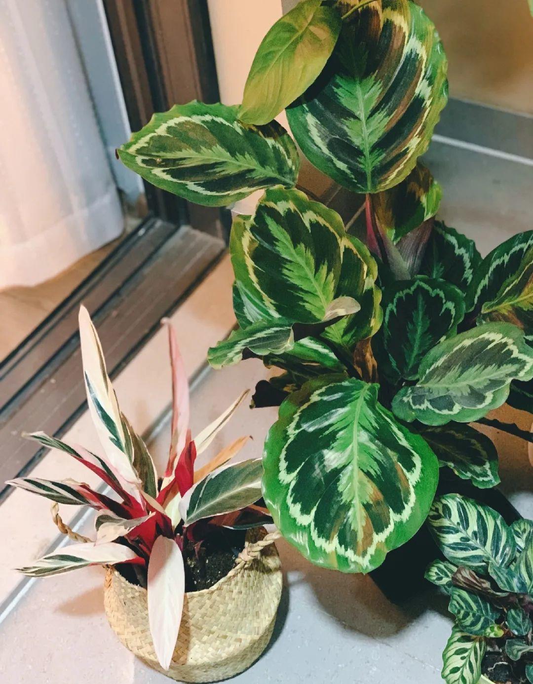 龟背竹是“吸废气”高手,家里放一盆,门窗紧闭也能空气清新!