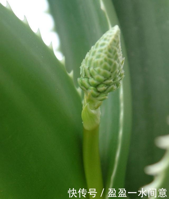 如果你家芦荟长这东西,别剪掉,请珍惜,比较少见!