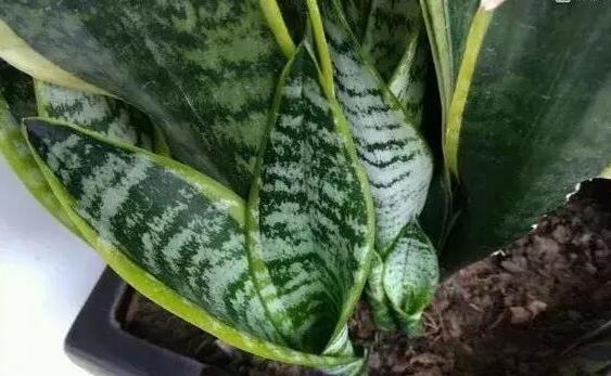 小芽|李大爷养虎皮兰,不喂“花肥”只喂“它”,养出8个“钢钻”芽!