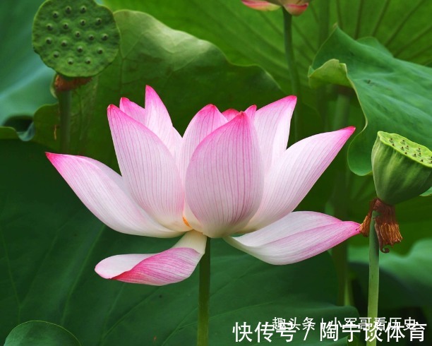 全身|此花全身都是救命的药材，低调中透露出高雅，号称文人墨客的宠儿