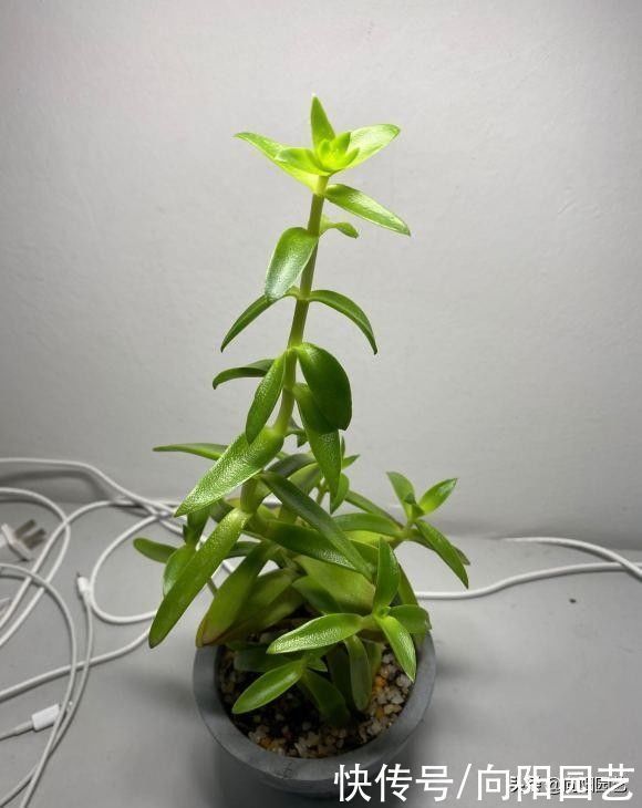 多肉为什么会徒长?哪些原因引起徒长?我们应该如何避免?