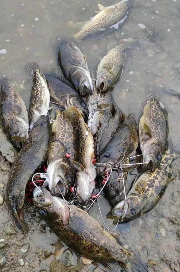 千岛湖钓友拍到一大车鱼竿被运去销毁,钓友:至少价值几十万