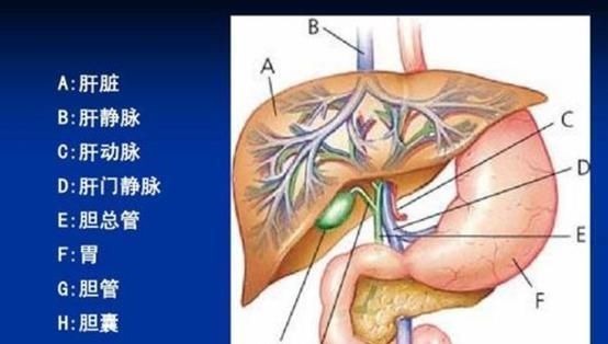 养肝|肝胆科主任:早上是养肝“黄金期”,坚持吃1物,肝会感激你的