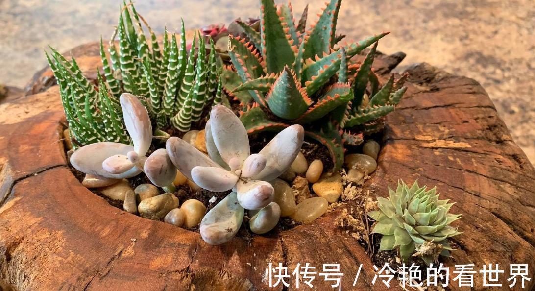 多肉|树桩与多肉植物是最配的，用来给花园造景，很有田园气息