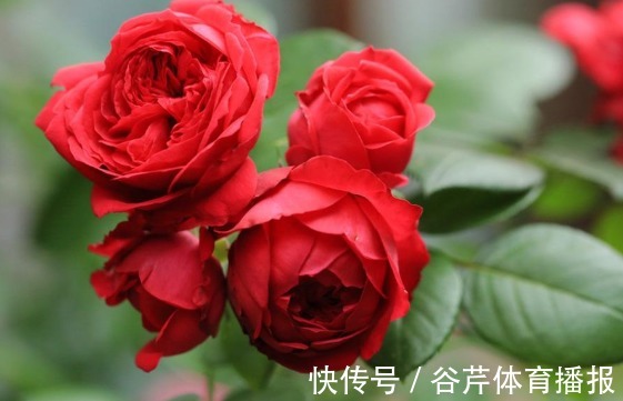 新手养花就养一盆“红色龙沙宝石”,花大色艳,花期长适合盆栽养