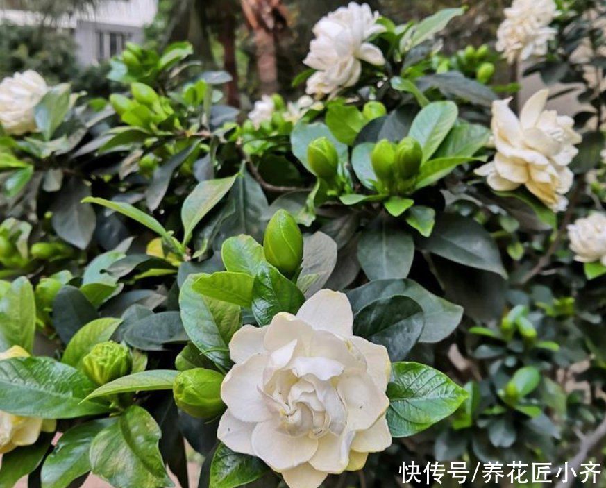 夏季高温，栀子花有“3喜3怕”，抓住生长旺季，下次花量翻倍