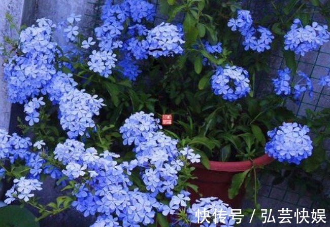 阳台上|花期时间比较长的4种花，寓意“仕途长长久久”，很多人已经在养