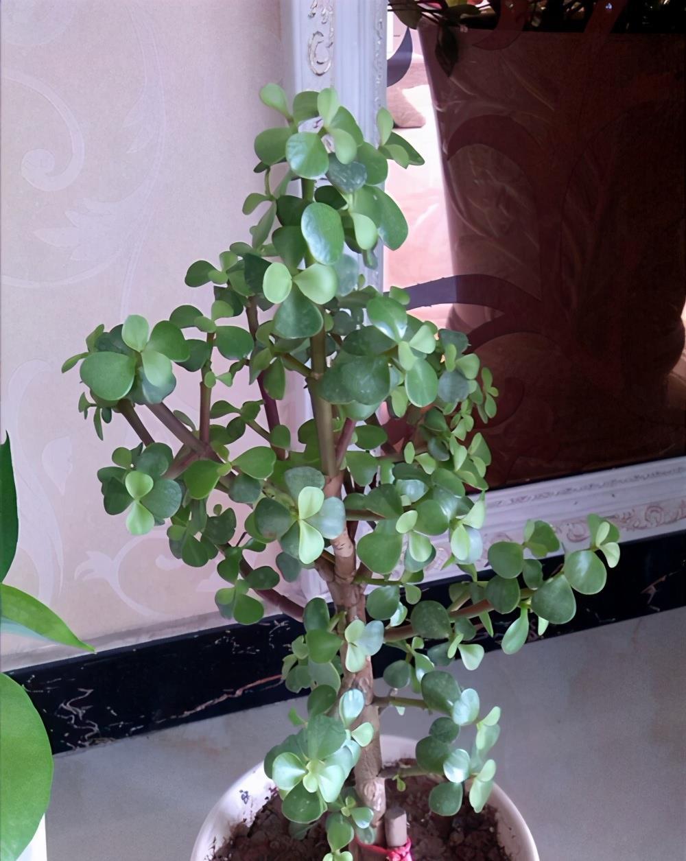 植株|马齿苋树的老桩养成之路，根据发生时间的不同，3种不同修剪方法