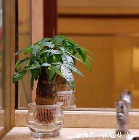 此3种花，看起来非常难养，但其实只需“1杯水”，就能养爆盆