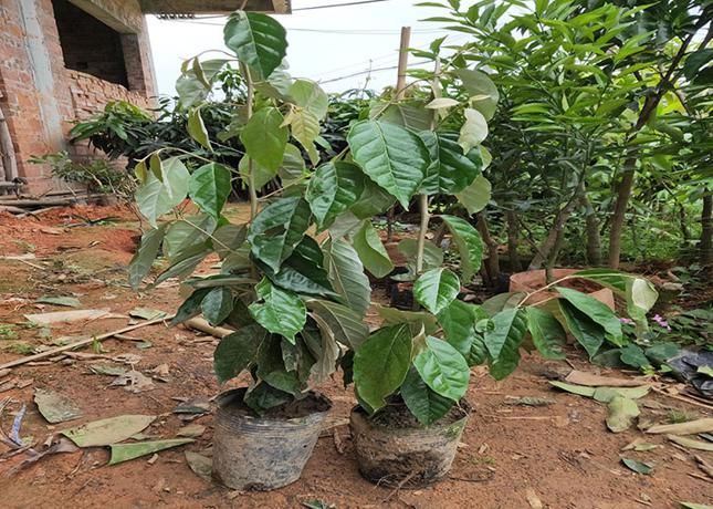  花卉|重视这种植物，你不吃亏，它用途广泛价值也高