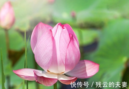 日子|步入8月底,喜鹊枝上叫,喜事快来到,4属相日子富贵有余