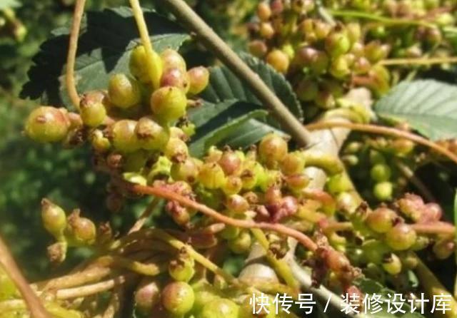 中药材|公认的天然“雄激素”，男人每天泡水喝，或能助肾脏回春