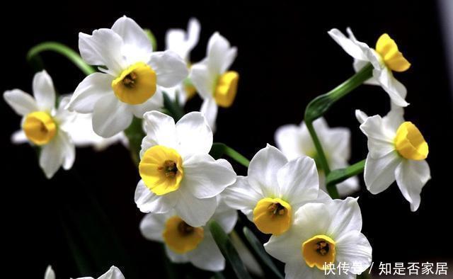 上门|腊月不可错过的5种富贵花,随便养一盆,富贵上门来