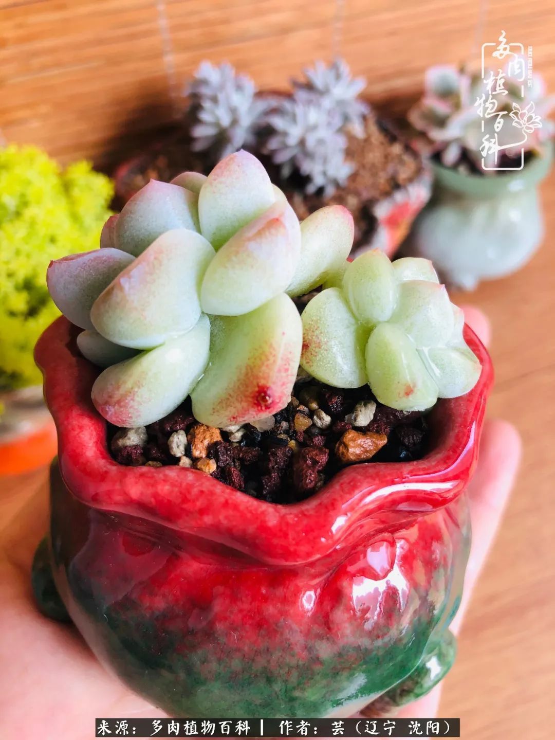 血罗|万物皆有灵性，一年四季有多肉陪伴真好！