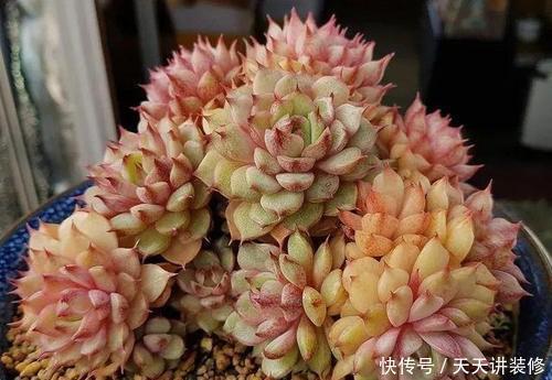 多肉美极|“混血”多肉美极了,皮实颜值高,养护更简单,养几棵真过瘾