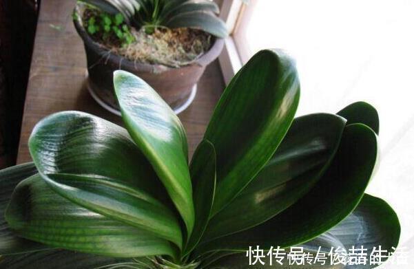腐叶土|养君子兰用这个小妙招,开花多、新叶多、不夹箭,叶子绿的发光