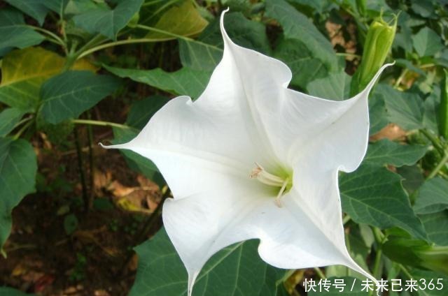 6种常见“野草”,以往人们不在意,一听名字这也太美了,要养