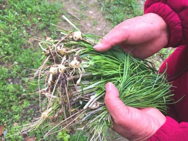 野葱！野葱！春天吃个野葱饼不香吗？