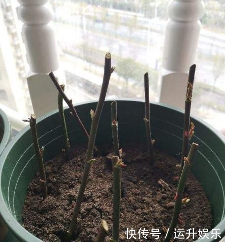 全民养花季,教你6个“养花绝招”,杀害虫促发芽,扦插生根快