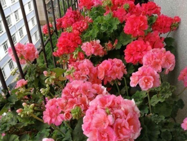 养花|“一片小药片”养啥花都旺,比黄豆水好用10倍,花卉蹭蹭长爆盆