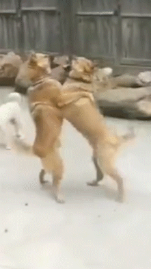 |搞笑GIF:妹子,下回要跳,选个好点的椅子。