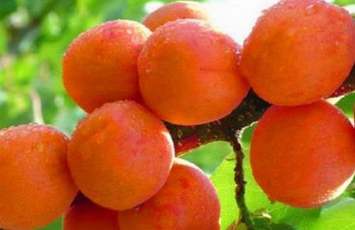 减肥|秋天适合养生，多吃以下食物，减肥瘦身，消脂排毒，吃了肌肤变好