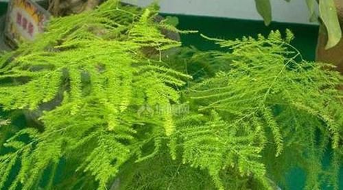 家庭盆栽花草，怕黄叶烂根就喂点药，这些越过期效果越好