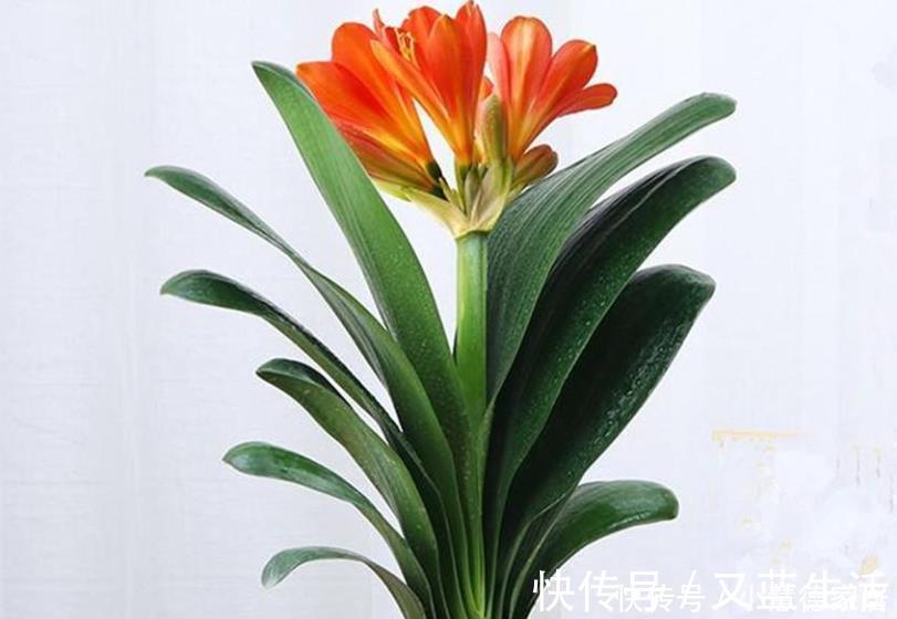 养君子兰要先养好根，三种东西养根又护根，多年经验积累