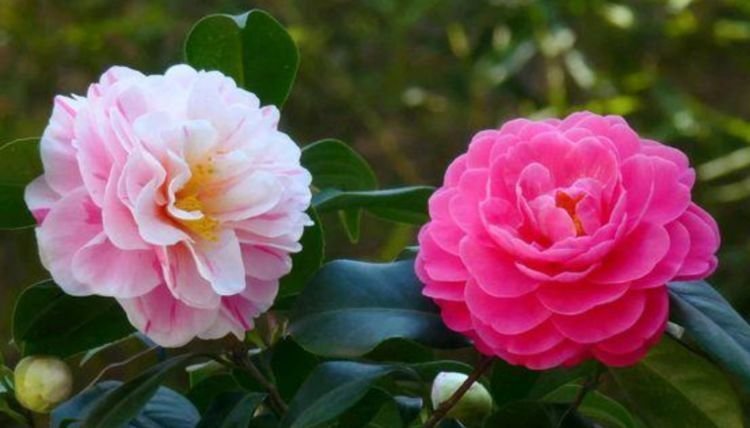 家里养这几款植物,养护简单,花期还很长,花香飘满屋!