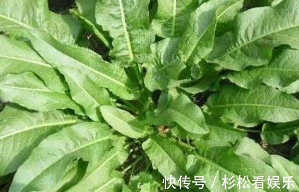 野菠菜|农民这种野草，过去用来喂猪，如今卖到20一斤，人称“野菠菜”