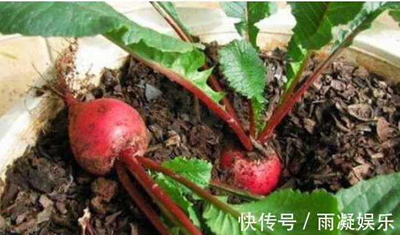 阳台种上“5种菜”,种盆里就活,吃了一茬又一茬,懒人必选!