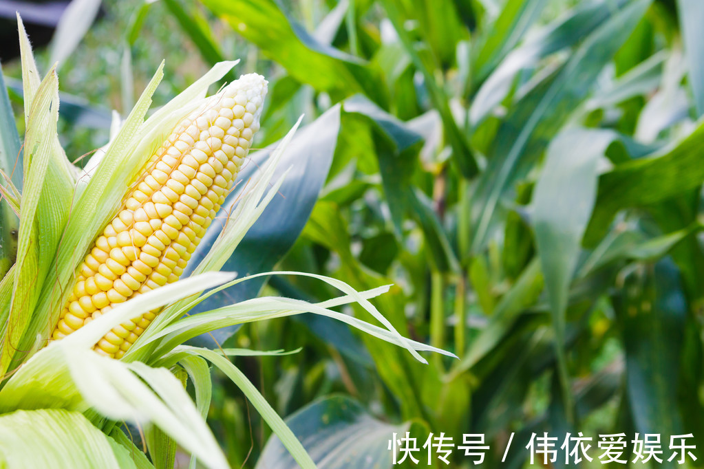 粗粮|吃玉米会伤胃医生坦言若想养胃,2种“粗粮”尽量少吃