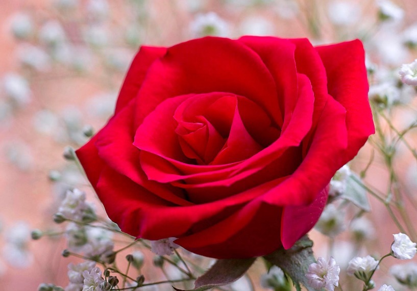 “玫瑰精品”戴安娜，美丽动人，含苞欲放，可以说是养花必备