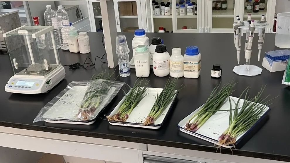 權威調查！常吃的這種蔬菜擦出藍色物？還能放心吃嗎？臺州最新實驗結果來了