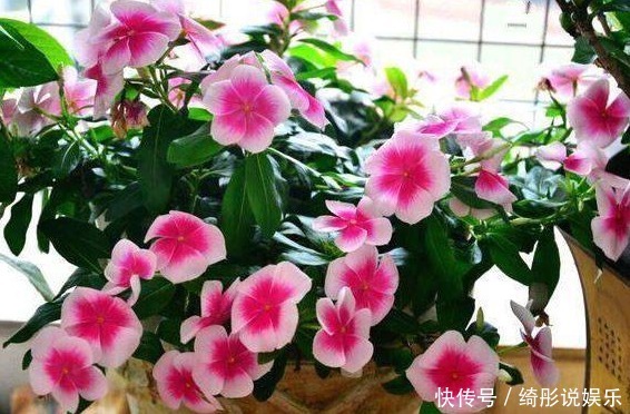 盆栽|这种花卉盆栽一开就是10多个月,好养易活浇点水就爆盆,美极了