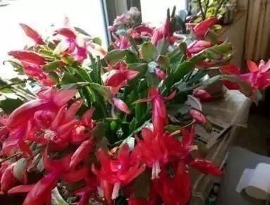 1种“液体”滴盆里，蟹爪兰一次能开300朵，年年“开花”好几次