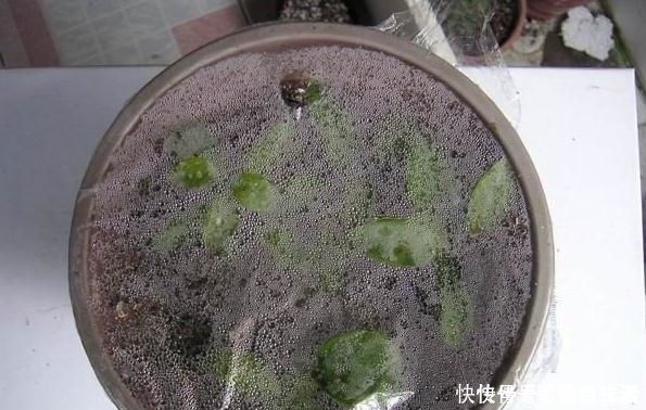 栀子花|扦插月季、栀子花、三角梅,只用一个矿泉水瓶,插出满满大白根