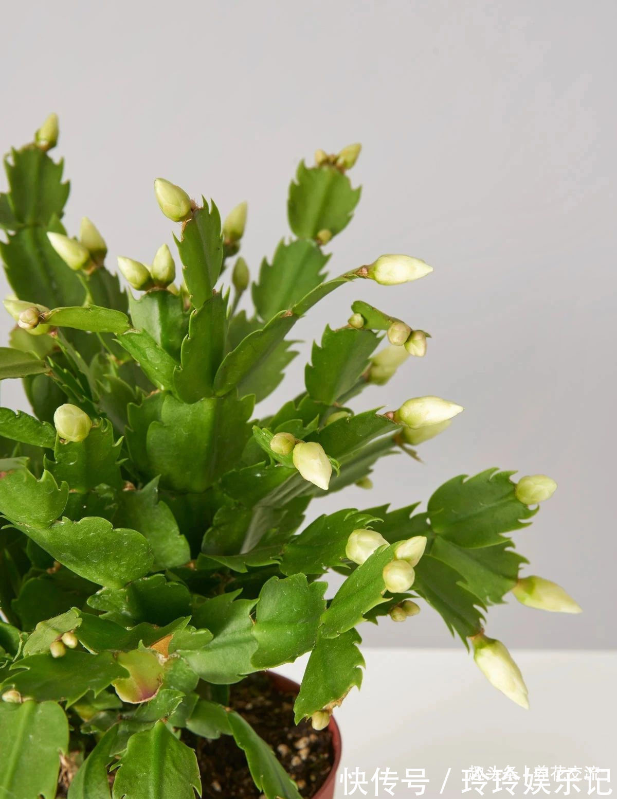 养盆栽蟹爪兰掌握10点就足够，看完就知道为啥叶子干瘪、不开花