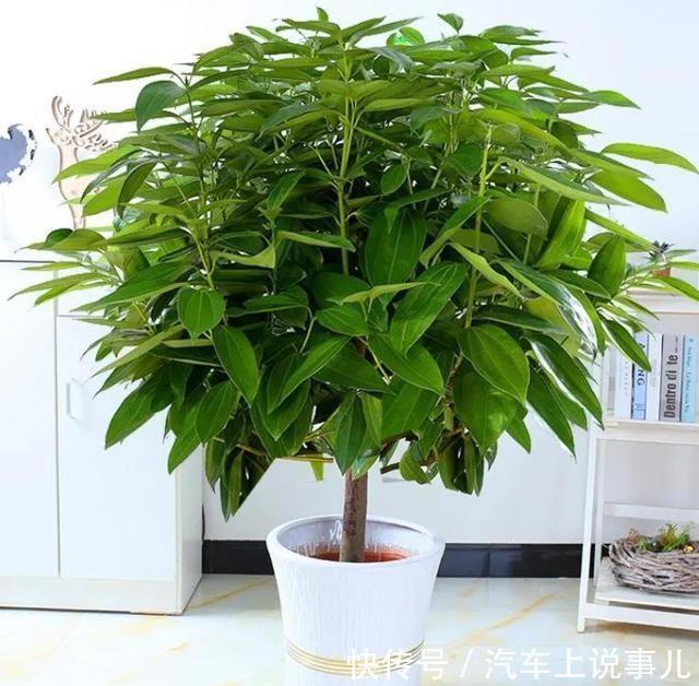 农历十月初三立冬后，养什么花？家里养3种花，合家幸福吉庆安康