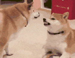 |搞笑GIF:这只猴子是进化了一半吧?另一半卡住了?